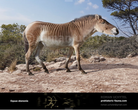 Equus (Allohippus) stenonis