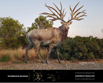 Eucladoceros Eucladoceros