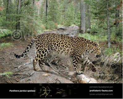 Panthera pardus spelaea