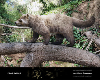 Filholictis filholi