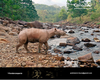 Forstercooperia Forstercooperia