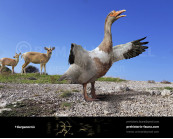 Gargano giant goose 