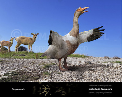 Gargano giant goose 