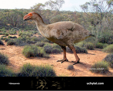 Genyornis