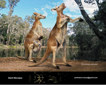 Giant kangaroo Giant kangaroo