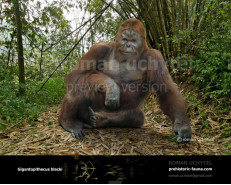 Gigantopithecus