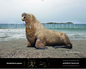 Gomphotaria pugnax Gomphotaria pugnax