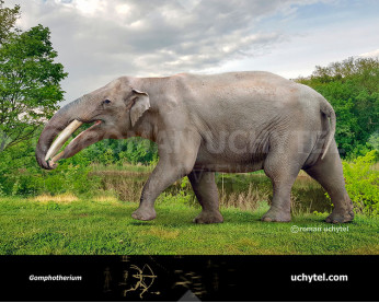 Gomphotherium