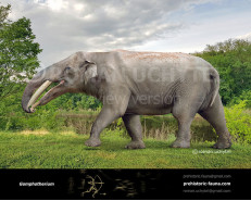 Gomphotherium