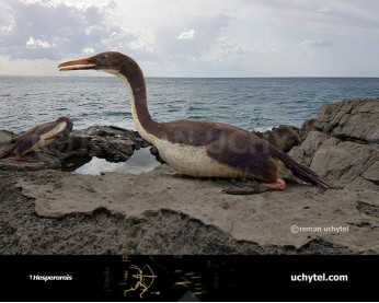 Гесперорніс