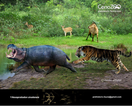 Hexaprotodon