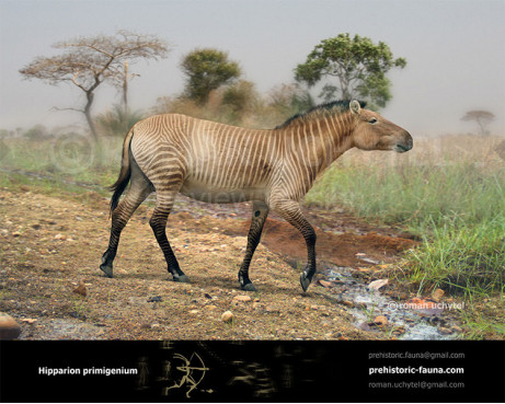 Hipparion primigenium