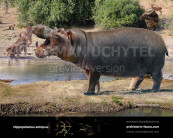 European hippopotamus