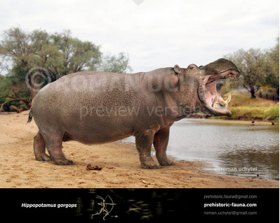 Hippopotamus gorgops