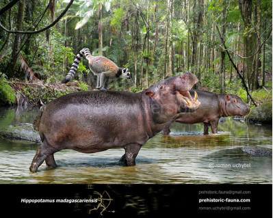 Malagasy hippopotamus