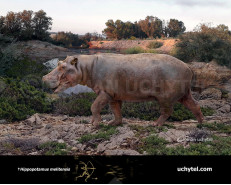 Maltese dwarf hippopotamus