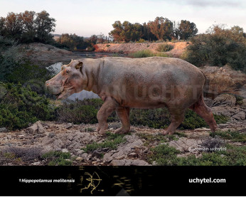 Maltese dwarf hippopotamus Maltese dwarf hippopotamus