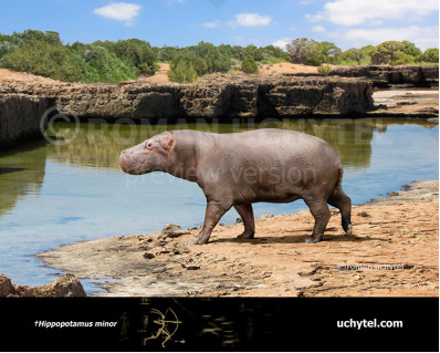 Cypriot pygmy hippopotamus