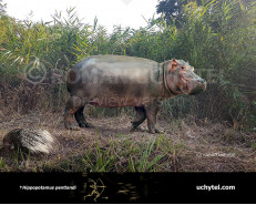 Sicilian dwarf hippopotamus