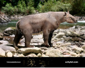 Homalodotherium