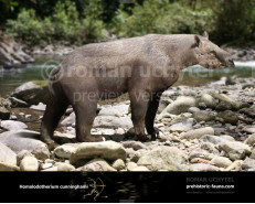 Homalodotherium cunninghami