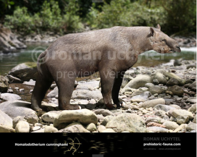 Homalodotherium cunninghami