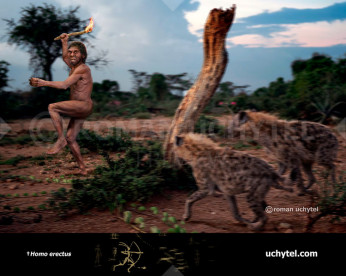 Homo erectus