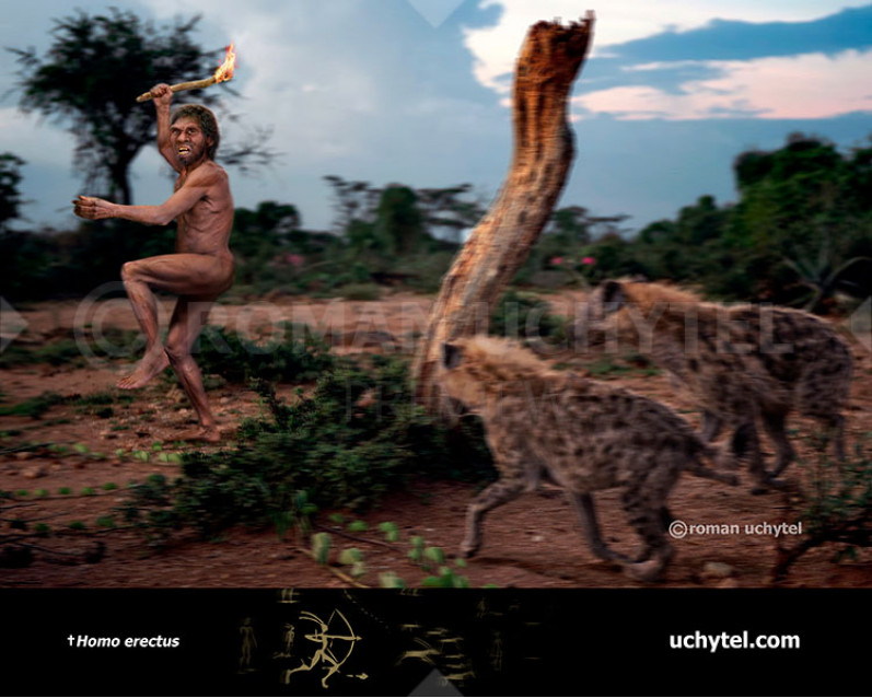 Homo erectus Homo erectus