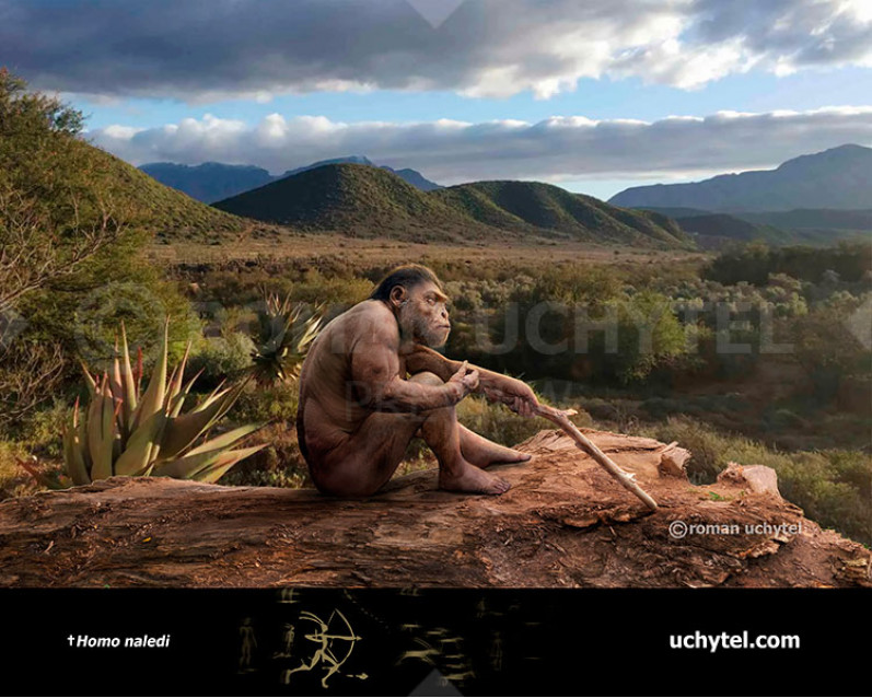 Homo naledi Homo naledi