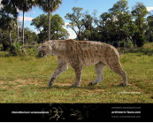 Homotherium venezuelensis