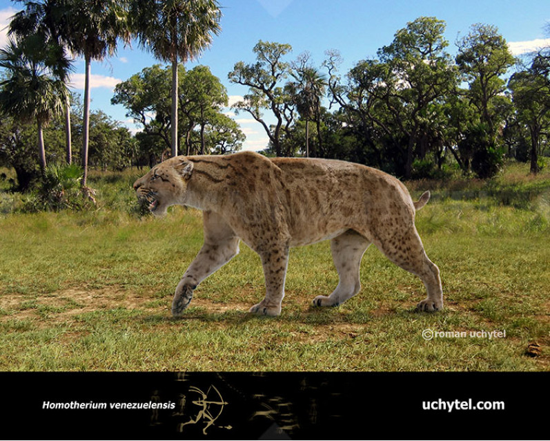 Homotherium venezuelensis Homotherium venezuelensis