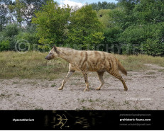 Hyaenotherium