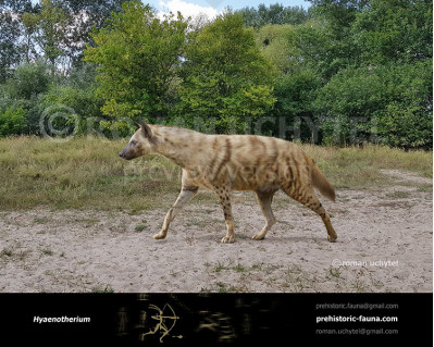 Hyaenotherium