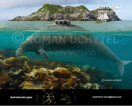 Steller's Cow (Hydrodamalis gigas)