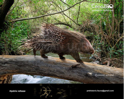 Giant European porcupine