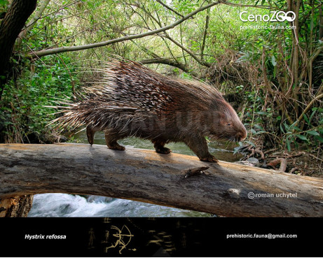 Giant European porcupine