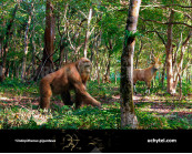 Indopithecus