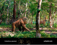 Indopithecus