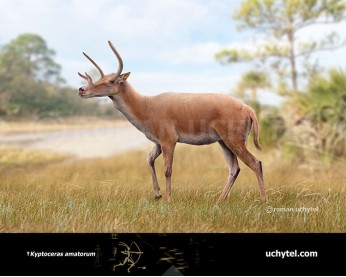 Kyptoceras
