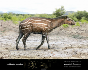 Lophialetes expeditus