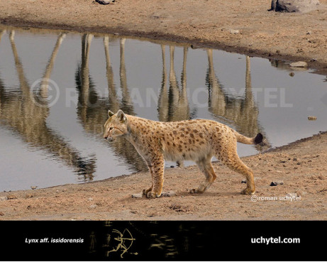 Пантера северных лесов (1)