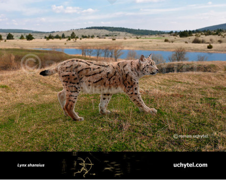 Пантера северных лесов (3)