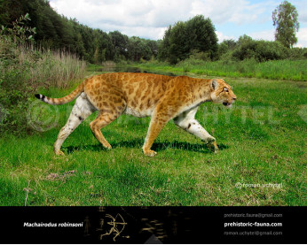 Machairodus robinsoni Machairodus robinsoni