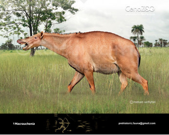 Macrauchenia patagonica Macrauchenia patagonica