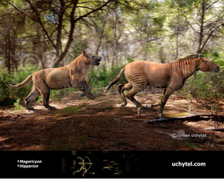 Magericyon (Amphicyon castellanus)