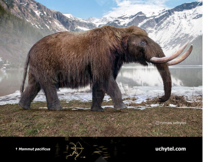 Pacific Mastodon (Mammut pacificus)