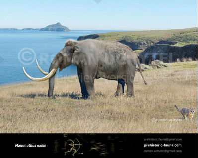 Mammuthus exilis