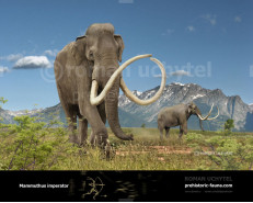 Imperial mammoth