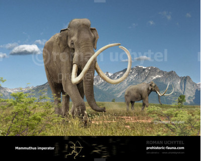 Imperial mammoth