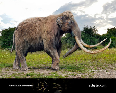 Mammuthus intermedius